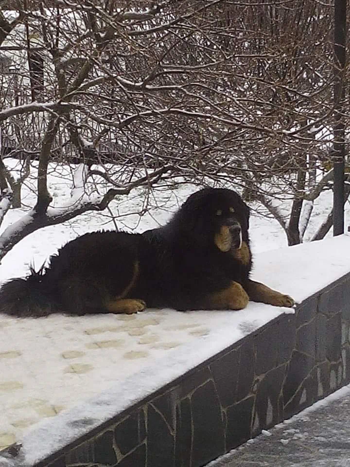 dell-isola_di_Marnad_Tibetan Mastiff
