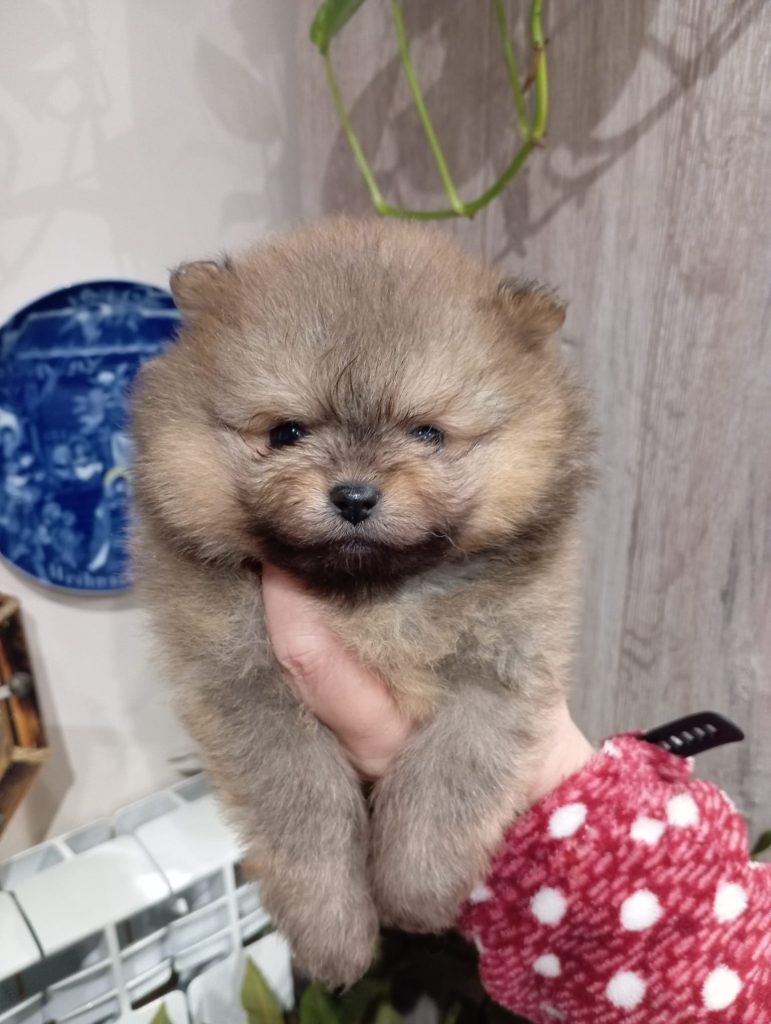 Disponibili cuccioli di Spitz Tedesco Piccolo, maschi e femmine di colore arancio e Black&Than