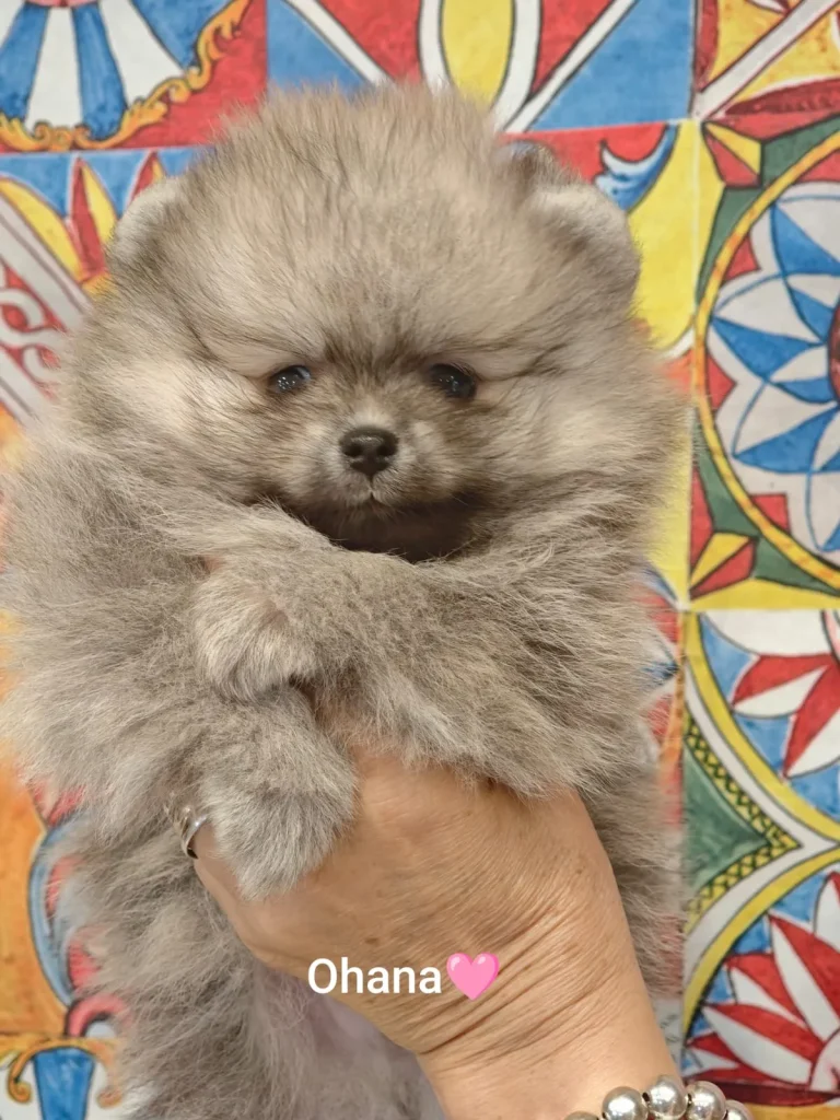 Nuovi cuccioli disponibili!